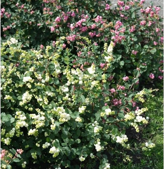 Symphoricarpos doorenbosii Amethystbeere Magical Galaxy Beerenstrauch in Grün und Weiß, Höhe: 30-40 cm - Bild 1