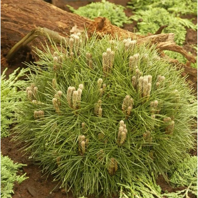 Schwarzkiefer Bambino Pinus nigra als dekorative Konifere in Grün von Nr-01.de - Bild 1