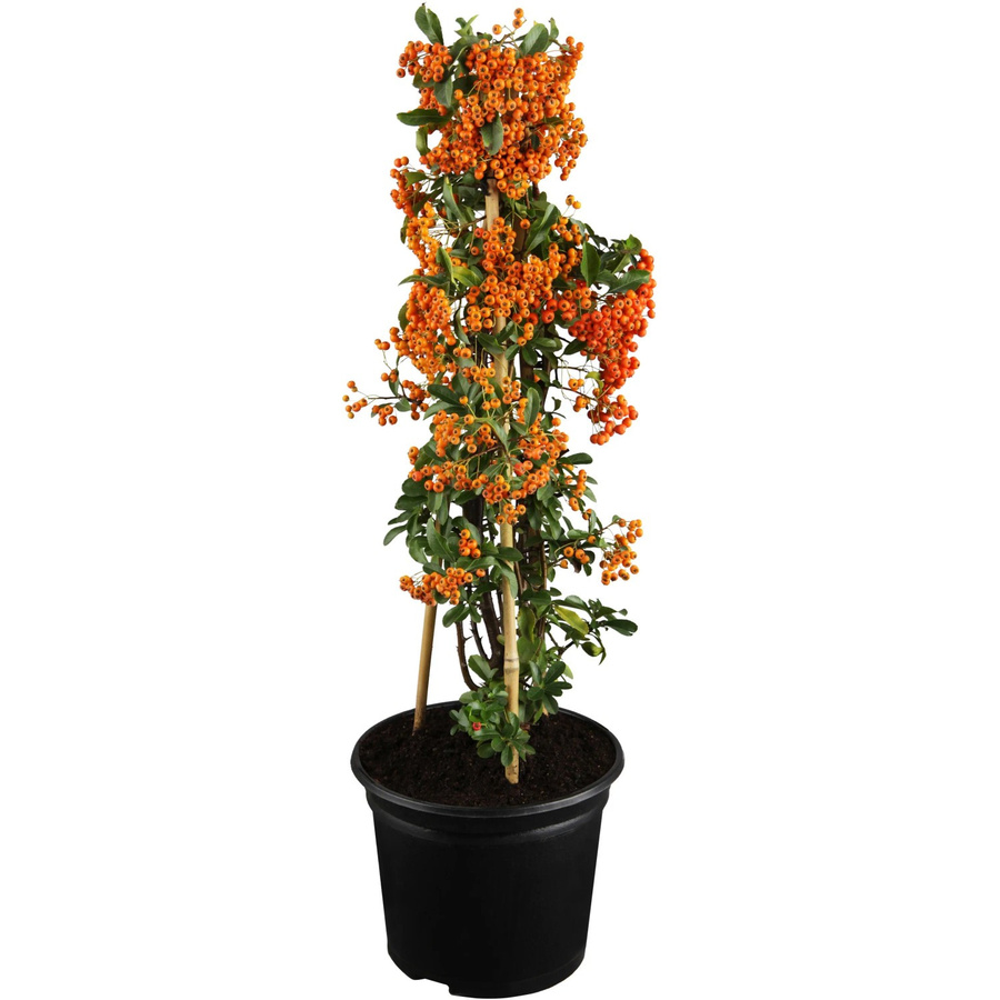 GROW by OBI Feuerdorn Pyracantha mit roten und orangen Beeren als Heckenpflanze, Höhe: 50 - 60 cm - Bild 2