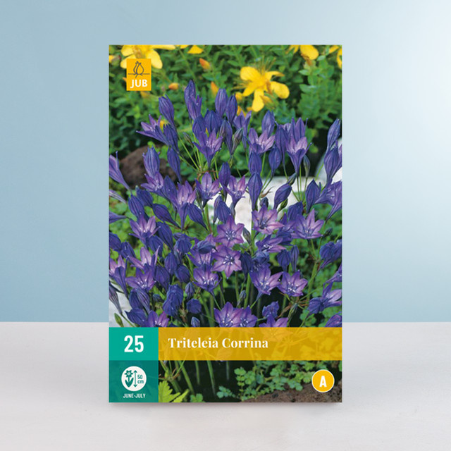 Triteleia Corrina Zwiebeln von BLUME2000, 25 Stück - Bild 1