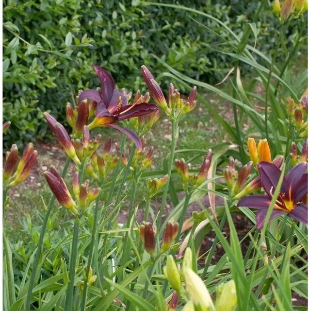 Hemerocallis Taglilie Black Arrowhead schwarze Staude für Beet und Staudengärten - Bild 1