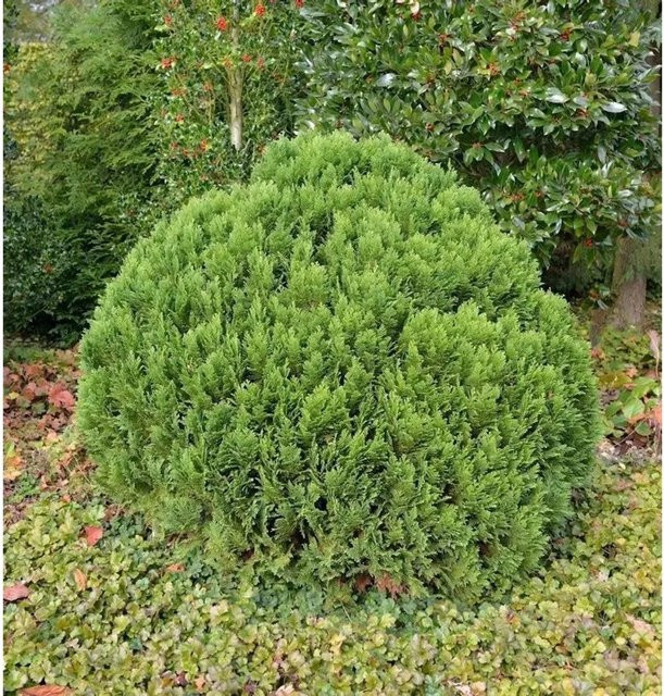 Kugelzypresse Globosa Chamaecyparis awsoniana als grünes Ziergehölz für deinen Garten, Höhe: 25-30 cm - Bild 1