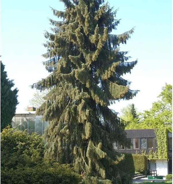 Mähnenfichte Picea breweriana als grüne Kübelpflanze für Steingärten und Grabbepflanzung, Höhe: 45 cm - Bild 1