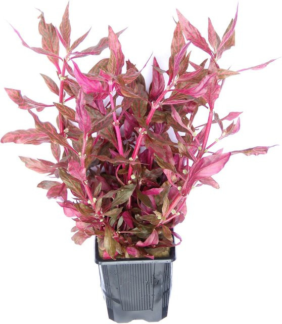 Dennerle Plants Aquariumpflanze Alternanthera reineckii Red Ruby XXL in Rot - Bild 1
