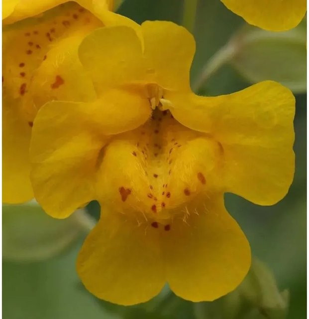 Gelbe Gauklerblume Mimulus luteus als mehrjährige Pflanze - Bild 1