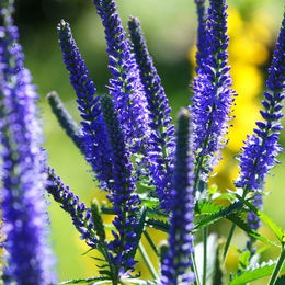 Ähriger Ehrenpreis Pflanze in Blau mit floralem Design - Bild 1