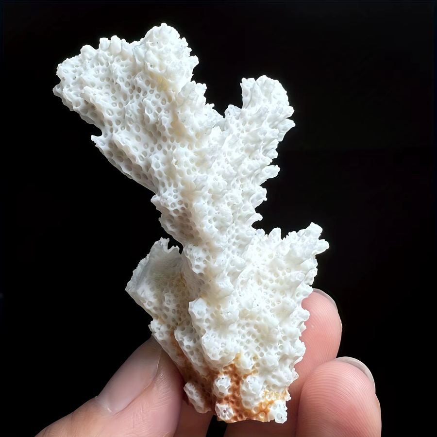 CrystalHola Natürlicher Korallenstein als Boho Blumen-Dekor und Schmuckorganizer in Weiß - Bild 4