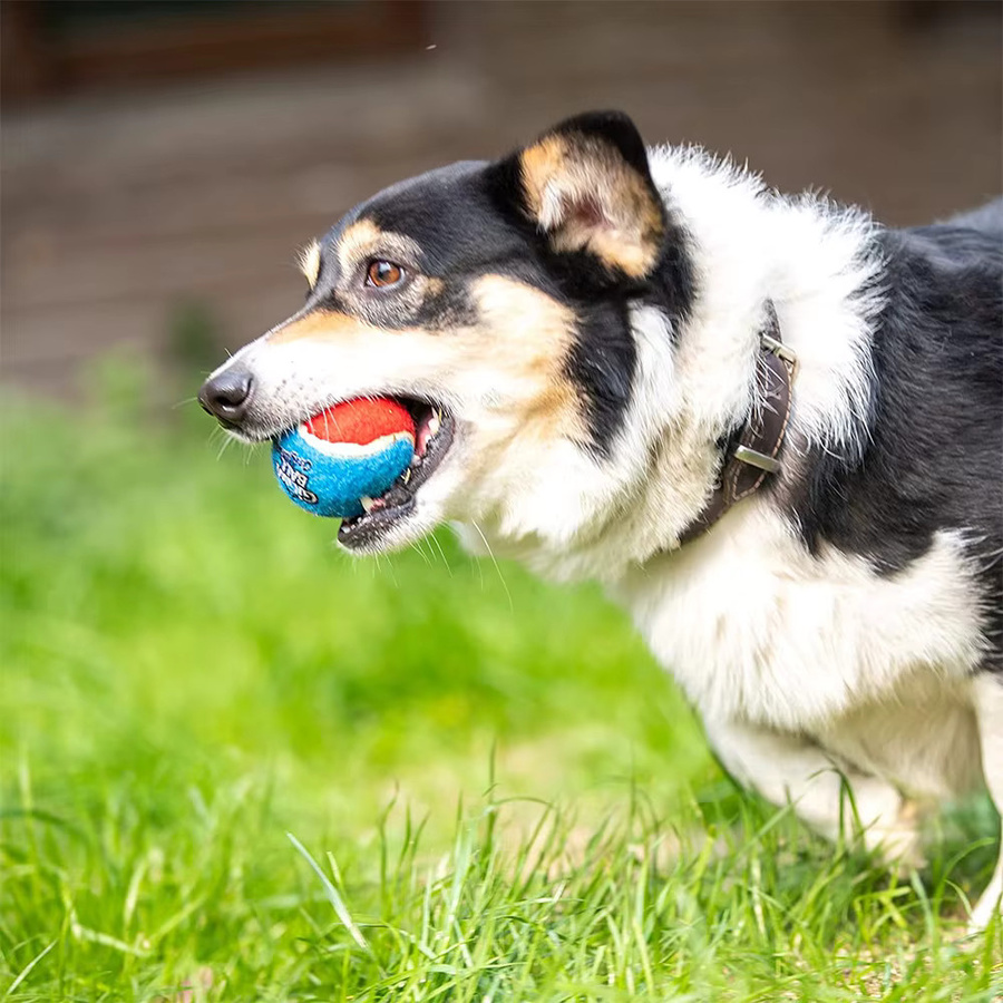 Gabe Quietschender Tennisball, interaktives Hundespielzeug, Gummiball - Bild 6