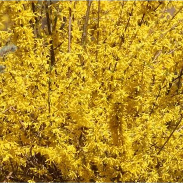 Forsythie Mindor gelbe Heckenpflanze von Nr-01.de - Bild 1