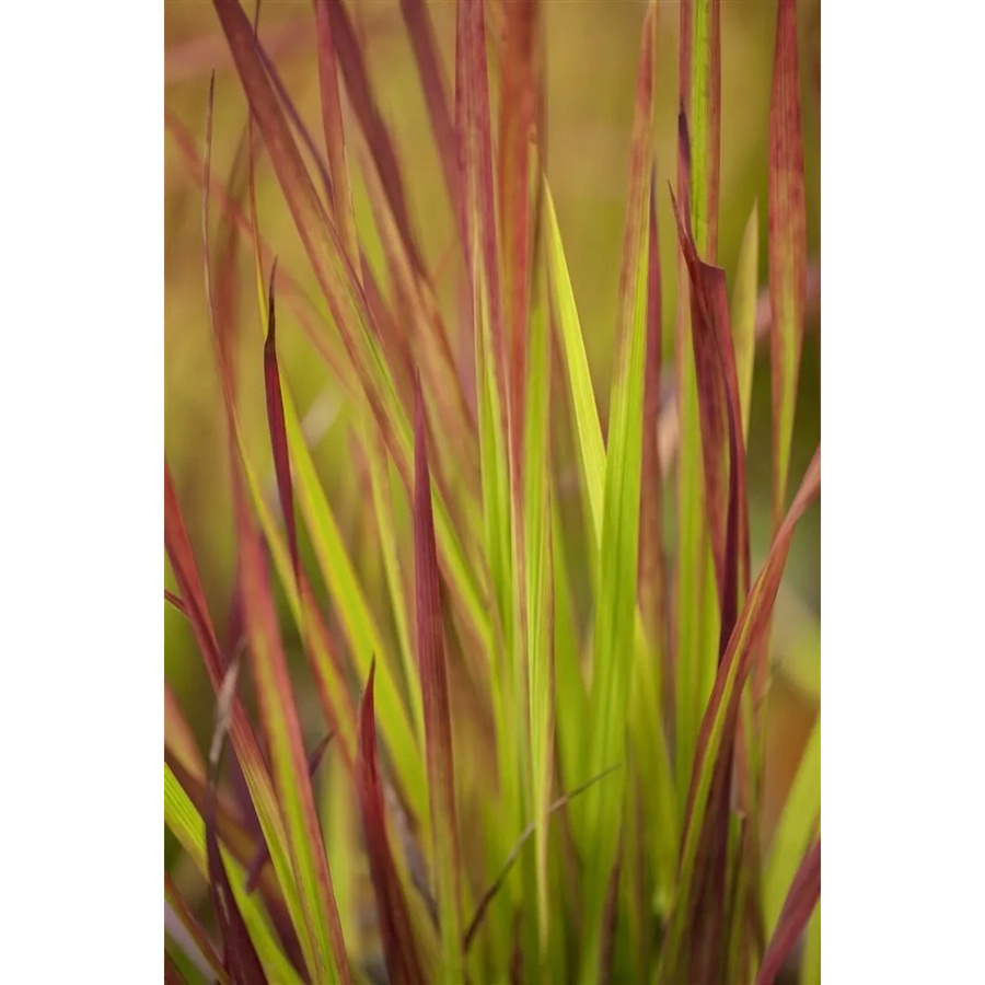 Imperata Cylindrica Red Baron Japanisches Blutgras als mehrjährige Zierpflanze im 9x9 cm Topf - Bild 2