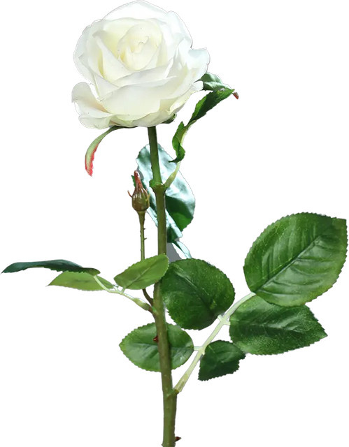 Künstliche Rose Alexandros von Aplanta, Höhe: 66 cm - Bild 1