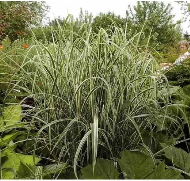 Miscanthus sinensis Chinaschilf Variegatus Ziergras im XXXL Topf, grün - Bild 1