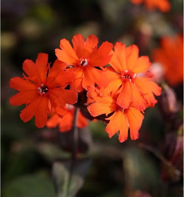 Orangerote Lichtnelke Vesuvius Lychnis arkwrightii als mehrjährige Staude für Steingarten, Staudengarten und Blumenbeet - Bild 1