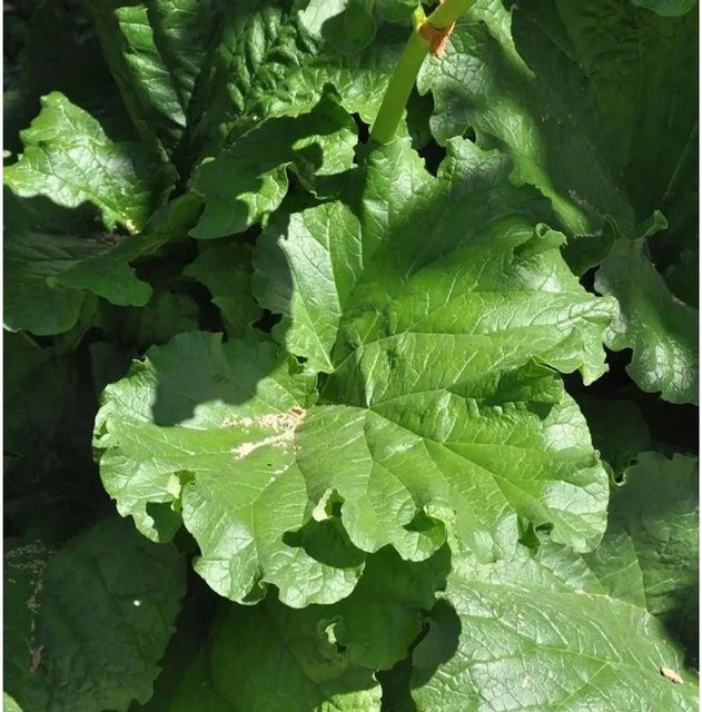 Rhabarber Rheum rhabarbarum als grüne Gartenpflanze im Topf - Bild 1