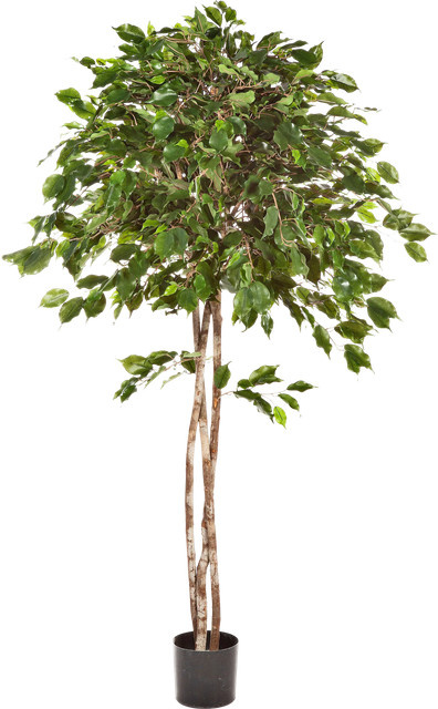 Künstlicher Ficus Kathleen von Aplanta, Höhe: 150 cm - Bild 1