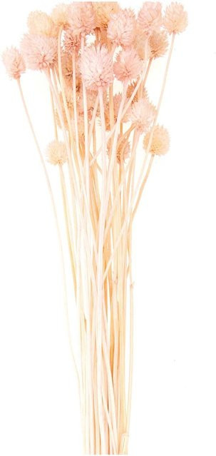 Rico Design Getrocknete japanische Karde in Pink, 50 g - Bild 1