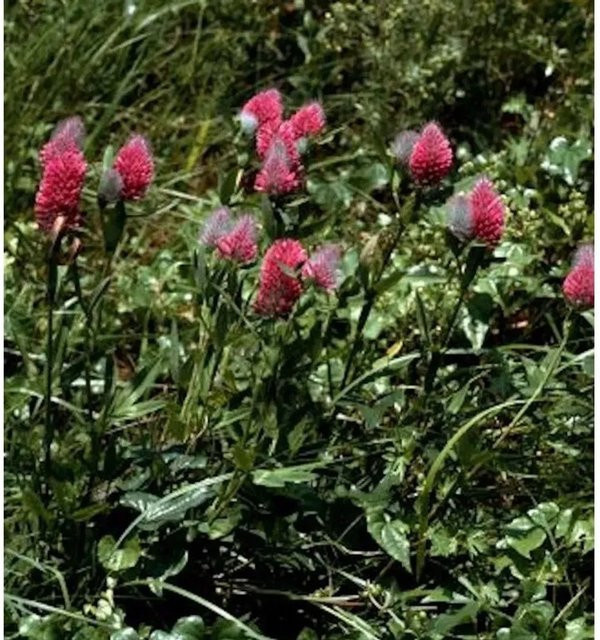 Purpur-Klee Trifolium rubens als mehrjährige Staude in Pink und Purpur - Bild 1