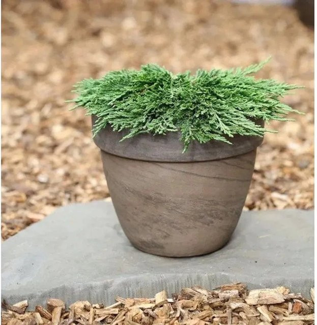Teppichwacholder Pancake Juniperus horizontalis Bodendecker in Blau, Grau und Grün - Bild 1