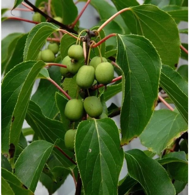 Actinidia arguta Kiwi Kletterpflanze von Die Nr-01.de, Farbe: Grün, Höhe: 40-60 cm - Bild 1