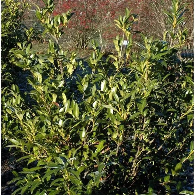 Aufrechte Lorbeerkirsche Prunus laurocerasus als grüne Heckenpflanze für deinen Garten - Bild 1