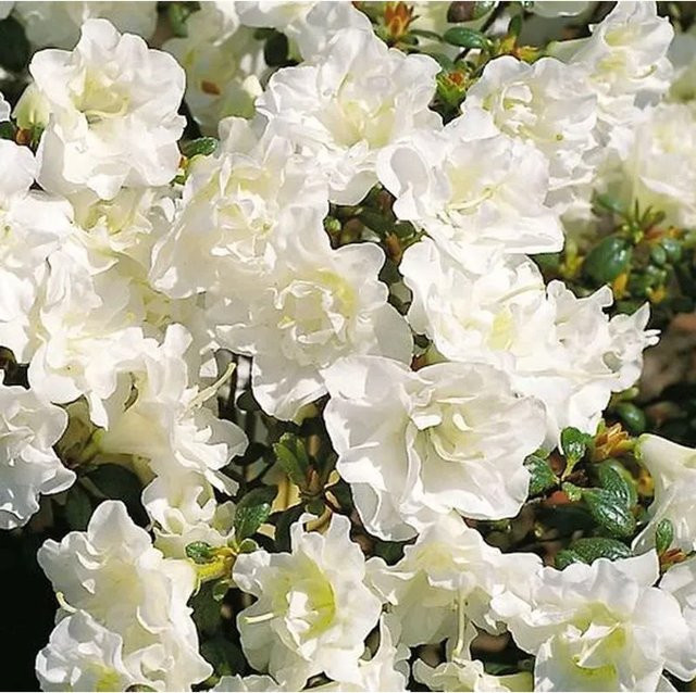 Japanische Azalee Schneeperle Rhododendron obtusum Zwerg Alpenrose von Nr-01.de, Topfpflanze für den Garten - Bild 1