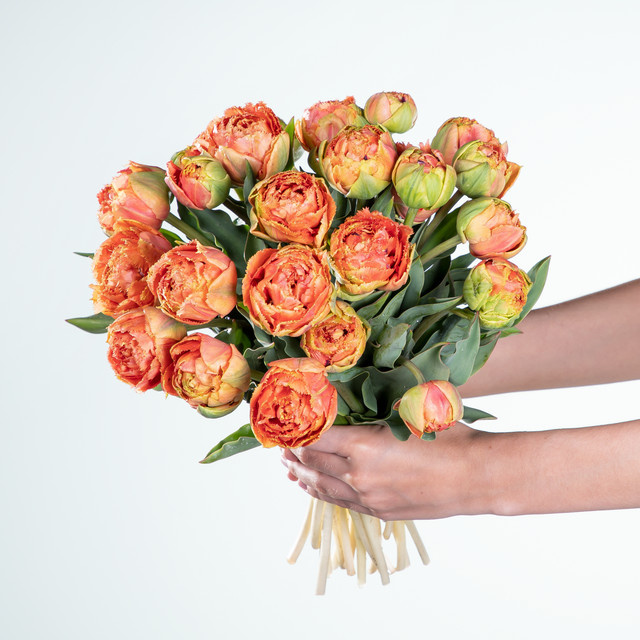 BLUME2000 Freilandtulpen Orange 30 Stiele - Bild 1