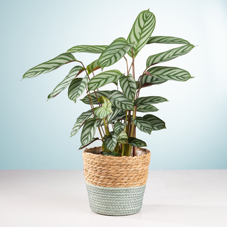 Calathea Zimmerpflanze von BLUME2000 mit Topf
