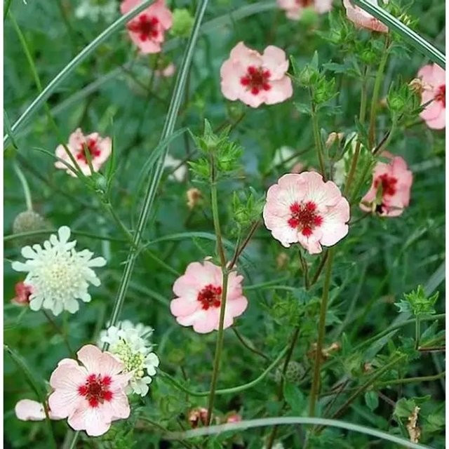 Fingerkraut Hopwoodiana Potentilla cultorum als mehrjährige Staude und Bodendecker für Steingärten und Naturgärten - Bild 1