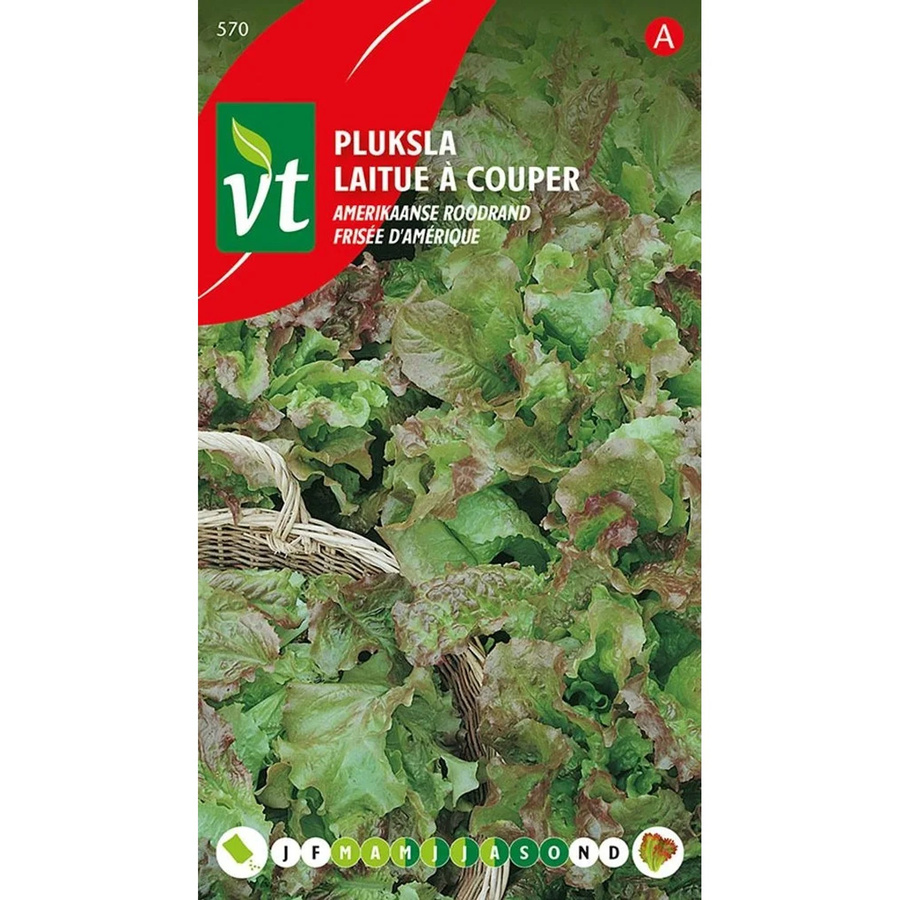 Arborix Kopfsalat American Redhead Saatgut mit rötlichen Blättern, 4 g - Bild 2