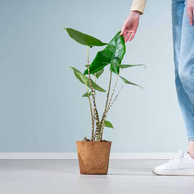 Alocasia Zebrina Zimmerpflanze von BLUME2000 in Grün mit gestreiften herzförmigen Blättern - Bild 1
