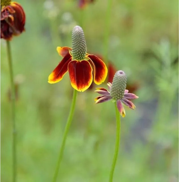 Mexikanischer Sonnenhut Ratibida columnifera als goldgelbe Schnittblumenpflanze für Staudenbeete und Töpfe - Bild 1
