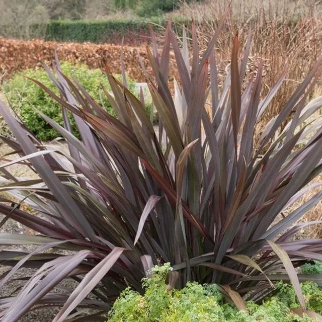 Arborix Neuseelandflachs Phormium tenax Purpureum mit purpurfarbenem Laub im Container, Höhe: 60 bis 80 cm - Bild 1