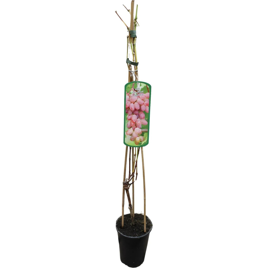 GROW by OBI Weinrebe Vanessa Rosarot Vitis vinifera im Topf, Höhe: 80-100 cm - Bild 2
