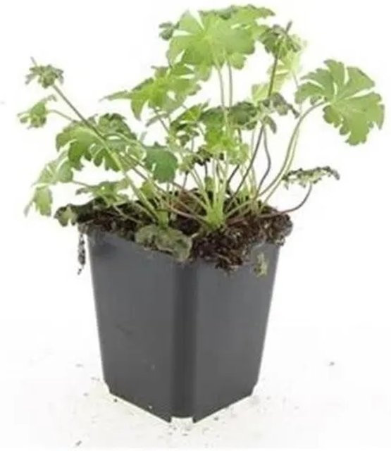 Exotenherz Storchschnabel Geranium Cantabrigiense Cambridge Bodendecker Set mit 60 Pflanzen in 9cm Töpfen, Pink und Grün - Bild 1