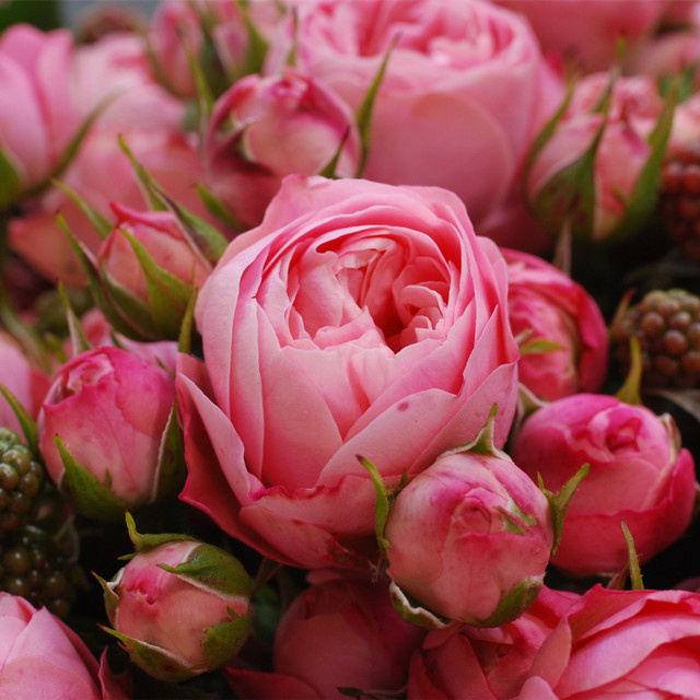 Edelrose Playful Rokoko in Rosa von BLUME2000 für Gartenbeete und Rosengärten - Bild 1