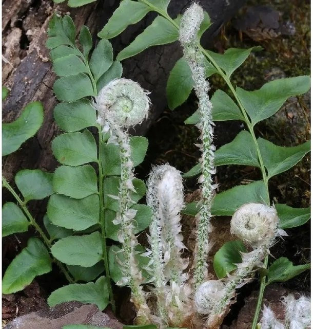 Amerikanischer Weihnachtsfarn Polystichum acrostichoides als grüne Gartenpflanze im Topf - Bild 1