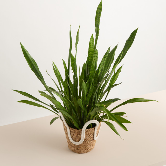 Seegraskorb Henkel Welle von BLUME2000 in Beige, Durchmesser: 25 cm - Bild 1