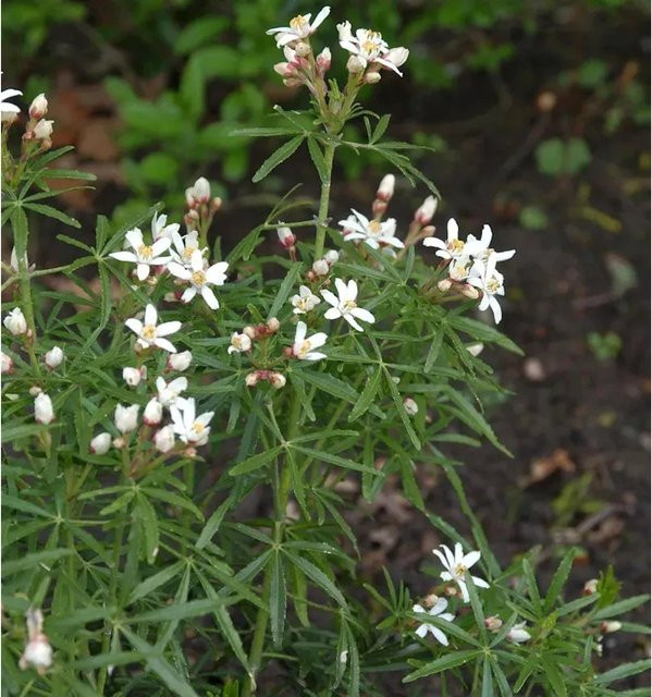 Choisya ternata Orangenblume Scented Gem Strauch mit weißen Blüten, Höhe: 40-50 cm - Bild 1