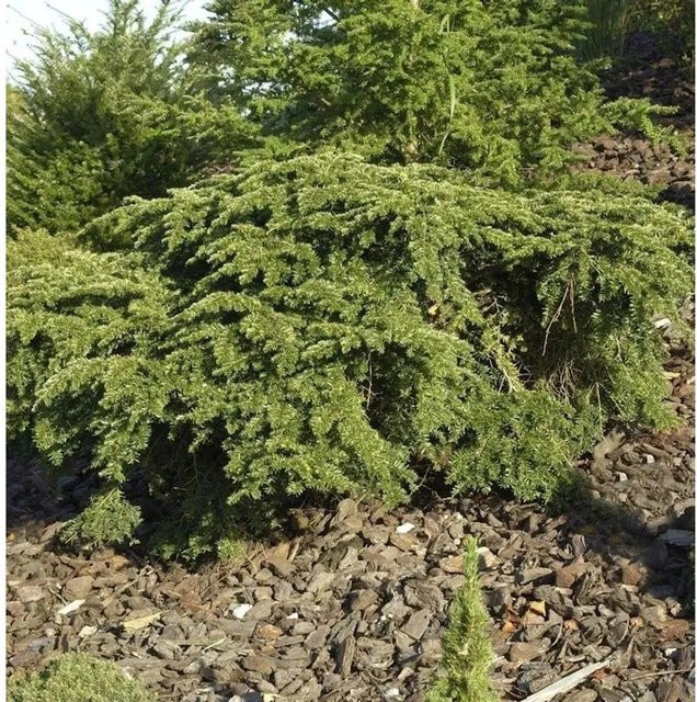 Kanadische Hemlocktanne Gracilis Tsuga canadensis grün, Höhe: 40-60 cm - Bild 1