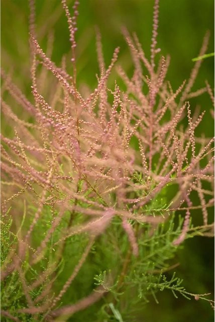 Tamarix Ramosissima Sommerflieder mit rosa Blüten, Höhe: 150–200 cm - Bild 1