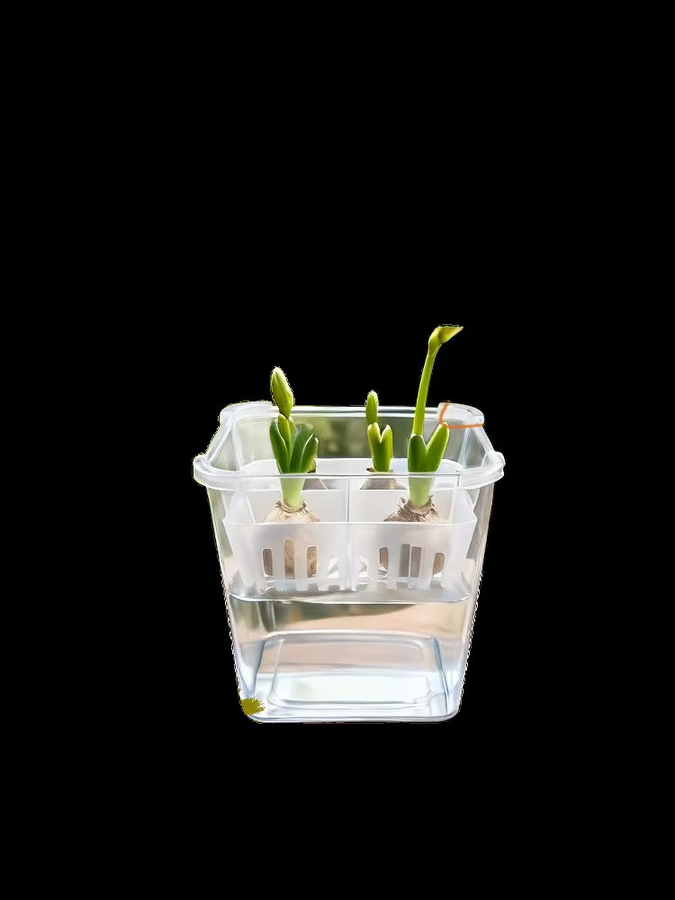 JETTING Hydrokulturbehälter mit atmungsaktivem Stützkorb für Tulpen-Saatgut, 4 Löcher, transparent - Bild 7