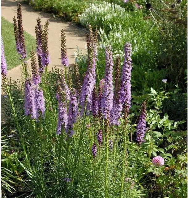 Liatris spicata Prachtscharte Floristan Violett - Mehrjährige Beet- und Schnittblumenpflanze - Bild 1