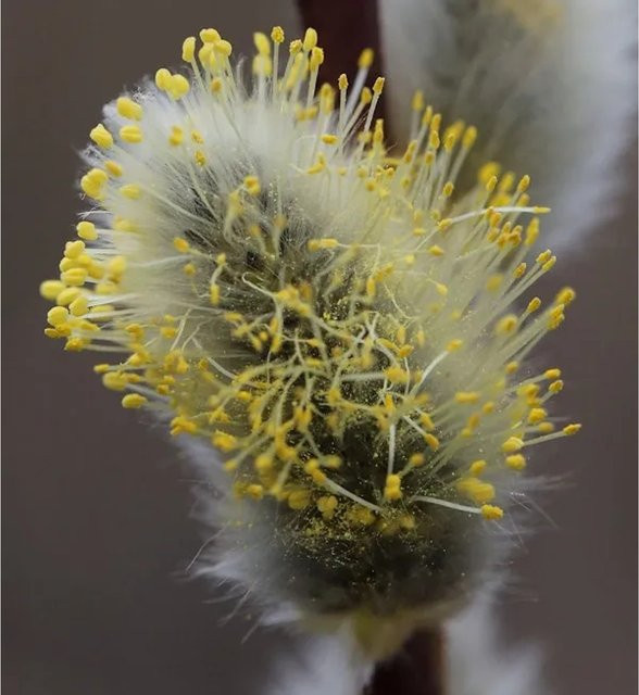 Salix caprea Hochstamm Hängeweide Nico von Nr-01.de, Solitärpflanze, 60-80 cm - Bild 1