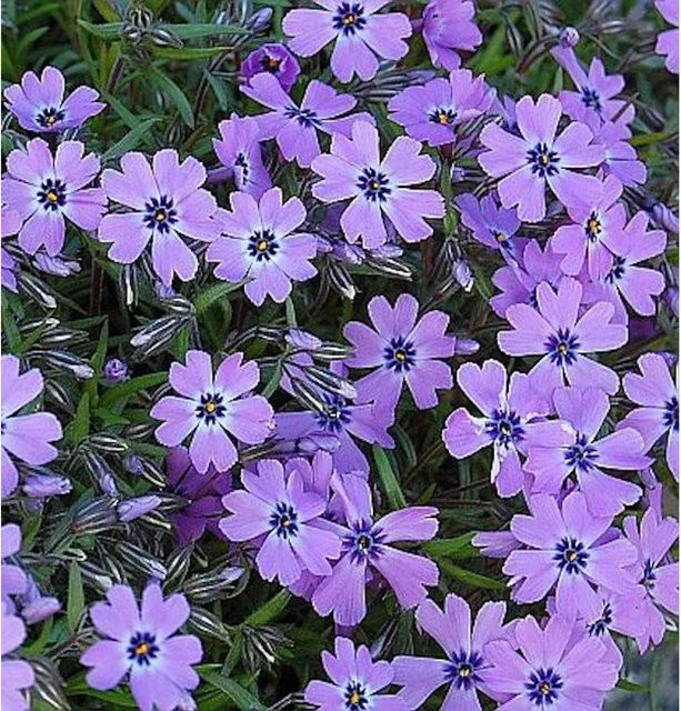 Phlox subulata Teppichpflanze Purple Beauty in Lila von Nr-01.de - Bild 1