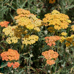 Dekorative goldene Herbstgarbe in Orange - Bild 1