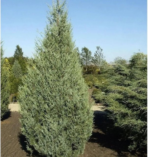 Säulenwacholder Wichita Blue Juniperus scopulorum blau-grün Höhe: 50-60 cm - Bild 1