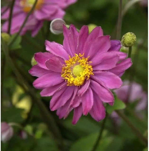 Herbstanemone Margarete Anemone japonica als mehrjährige Stauden-Beetpflanze und Schnittblume von Nr-01.de - Bild 1