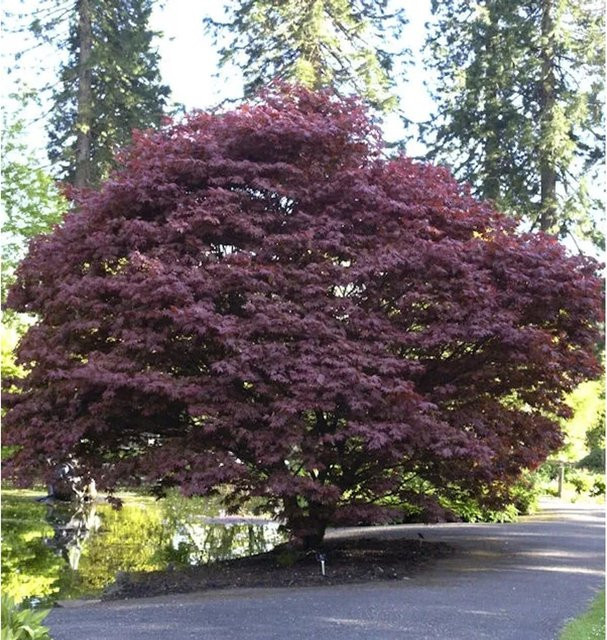 Roter Fächerahorn Acer palmatum Atropurpureum von Nr-01.de - Bild 1