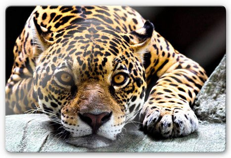 K&L Wall Art Glasbild Safari Jaguar Wanddeko Multicolor B: 60 cm, H: 40 cm - Bild 1