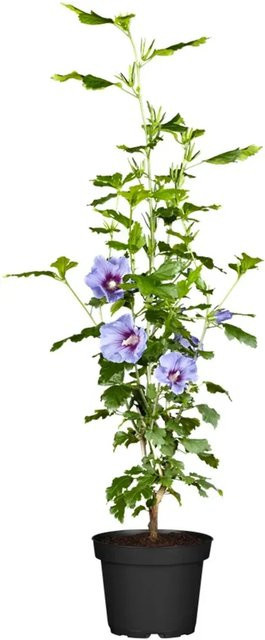 OBI Roseneibisch Hibiscus syriacus Blau, Höhe: 30 - 40 cm - Bild 1